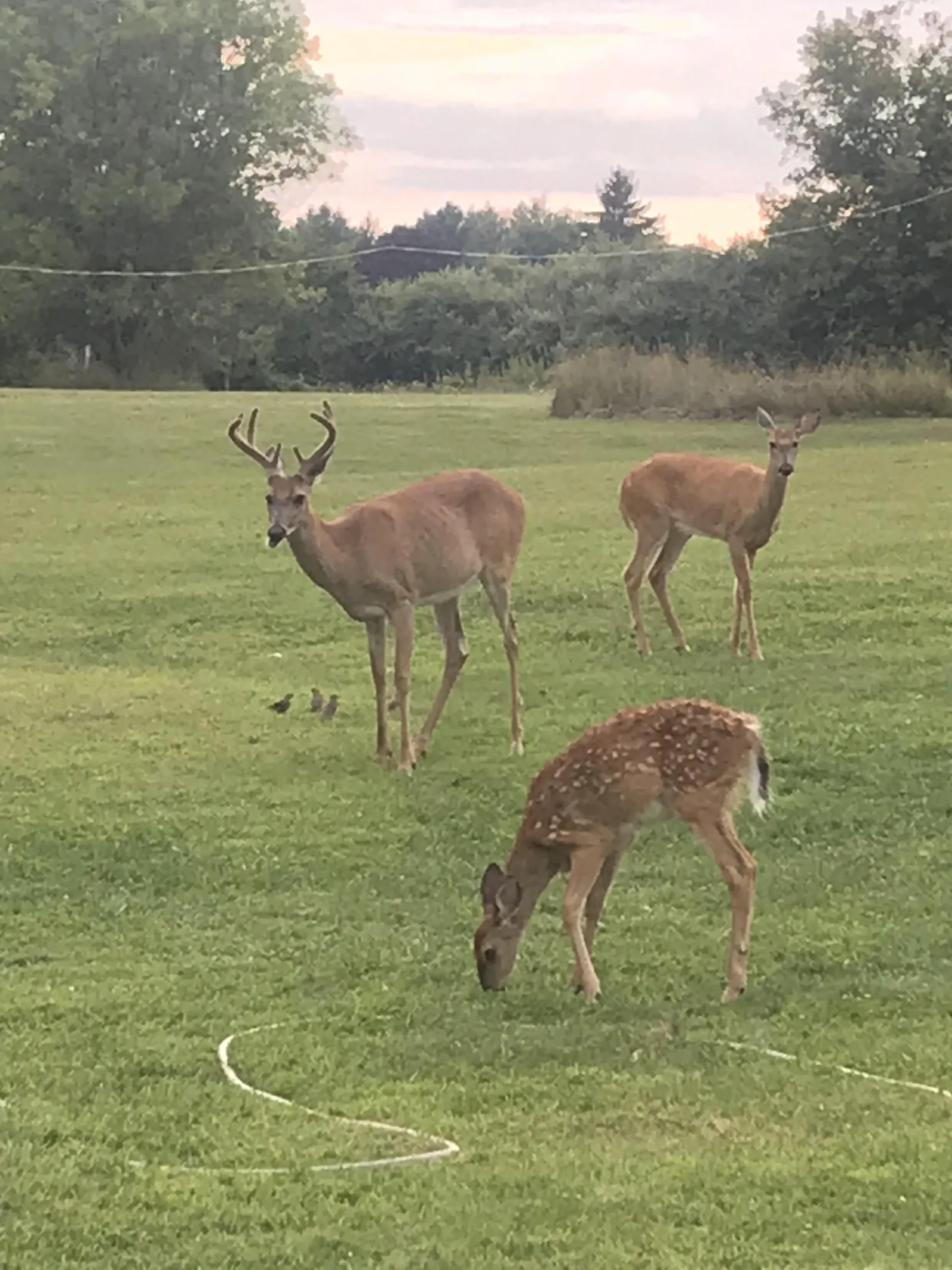 2106 E Whittemore Ave, Burton: deer in the backyard